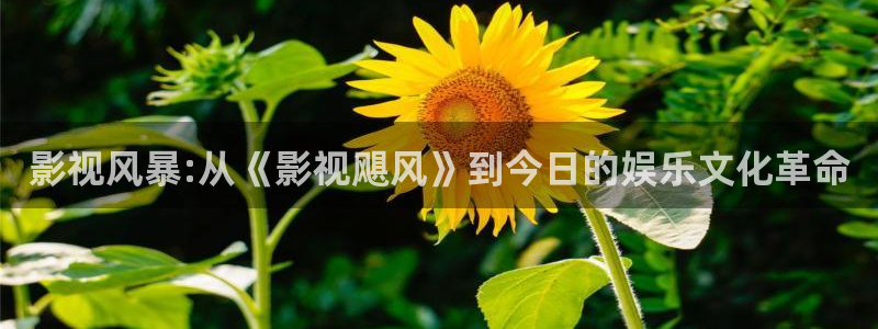 午夜电影网一